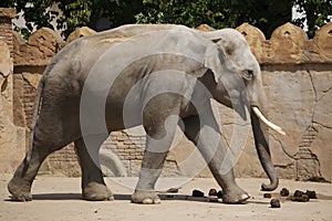 Indian elephant Elephas maximus indicus
