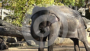 Indian elephant Elephas maximus indicus