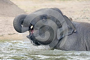 An Indian elephant, Elephas maximus indicus