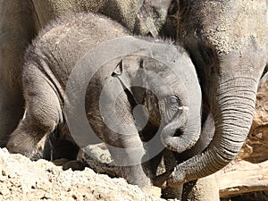 Indian Elephant (Elephas maximus indicus)