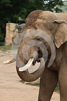 Indian elephant (Elephas maximus indicus)