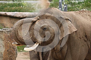 Indian elephant (Elephas maximus indicus)