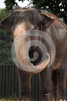 Indian elephant (Elephas maximus indicus).