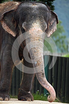Indian elephant (Elephas maximus indicus).