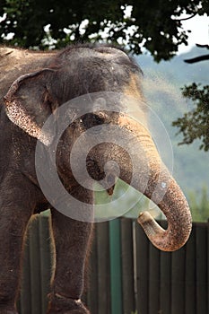 Indian elephant (Elephas maximus indicus).