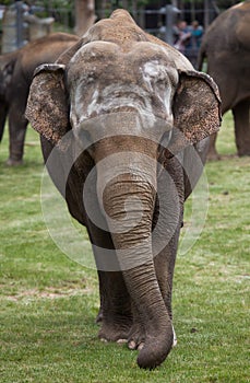 Indian elephant (Elephas maximus indicus).