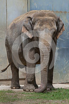 Indian elephant (Elephas maximus indicus).