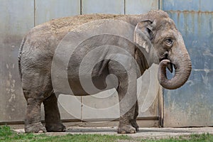 Indian elephant (Elephas maximus indicus).