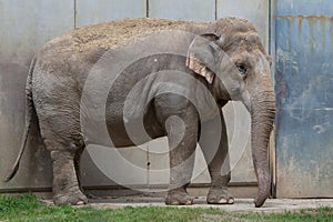 Indian elephant (Elephas maximus indicus).