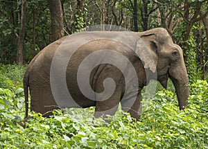 Indian Elephant Elephas maximus indicus found in the jungle