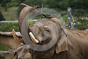 Indian elephant (Elephas maximus indicus) photo