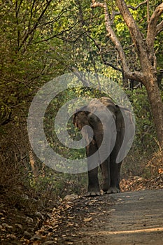 Indian elephant Elephas maximus -Makhna