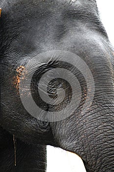 Indian elephant face