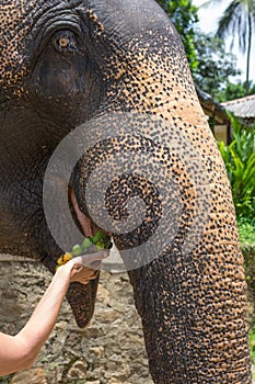 An Indian elephant feasts bananas with a female hand in the shade on a hot day. Portrait. photo