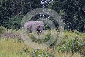 Indian Elephant Grazing in the afternoon, Elephas maximus indicus, Thailand