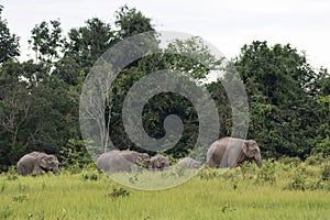 Indian Elephant Grazing in the afternoon, Elephas maximus indicus, Thailand
