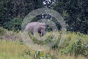 Indian Elephant Grazing in the afternoon, Elephas maximus indicus, Thailand