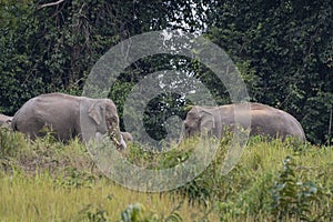 Indian Elephant Grazing in the afternoon, Elephas maximus indicus, Thailand