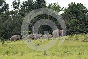 Indian Elephant Grazing in the afternoon, Elephas maximus indicus, Thailand