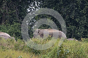 Indian Elephant Grazing in the afternoon, Elephas maximus indicus, Thailand