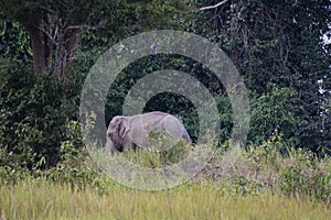 Indian Elephant Grazing in the afternoon, Elephas maximus indicus, Thailand