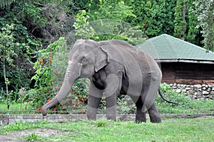 Indian elephant. Indian elephant in the zoo aviary.