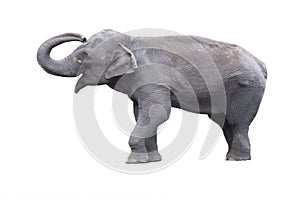 The indian elephant isolated on white background/
