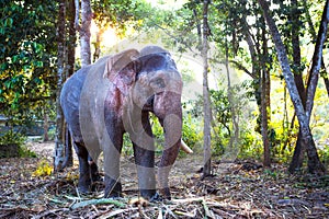 Indian elephant in the jungle on a chain - entertainment for tourists, hard work on the farm, riding, excursions. Elephant in the