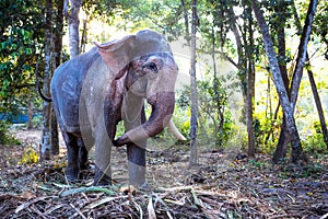 Indian elephant in the jungle on a chain - entertainment for tourists, hard work on the farm, riding, excursions. Elephant in the