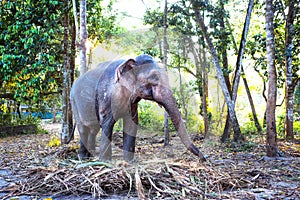 Indian elephant in the jungle on a chain - entertainment for tourists, hard work on the farm, riding, excursions. Elephant in the