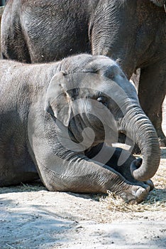 Indian elephant lying or rather kind of sitting on the floor