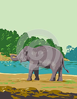 Indian Elephant in Mahanadi Elephant Reserve in Odisha India Art Deco WPA Poster Art