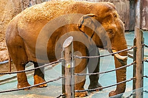 Indian elephant in the Moscow zoo. Elephas maximus. 