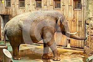 Indian elephant in the Moscow zoo. Elephas maximus.