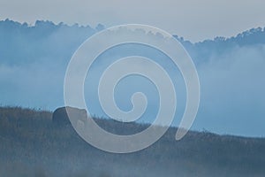 Indian elephant in the nature habitat during misty morning.