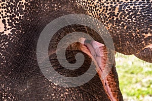 The Indian elephant opened his mouth. Close-up.