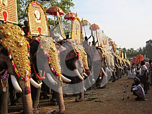 Indian elephant parade