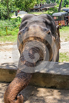 An Indian elephant resting in the shade on a hot day. The portrait. The Indian elephant is a subspecies of the Asian elephant photo