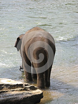 An indian elephant in a river