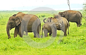 Indian elephant