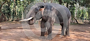 Indian elephant shimoga