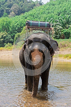 Indian elephant standing in the middle of small river