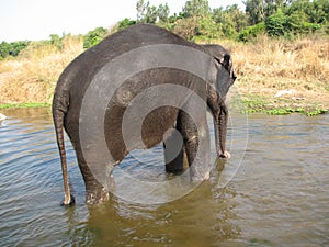 Indian elephant taking a bath in the river.