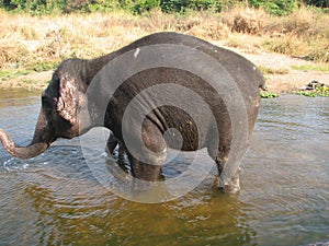 Indian elephant taking a bath in the river.