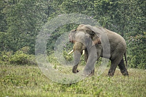 Indian elephant tusker