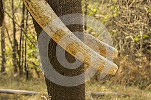 Indian Elephant Tusks Closeup