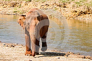 Indian Elephant walking alongside river