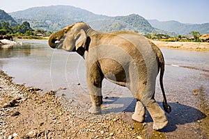 Indian Elephant walking alongside river