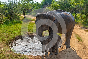 Indian elephant walking through Hurulu eco park in Sri Lanka