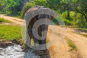 Indian elephant walking through Hurulu eco park in Sri Lanka
